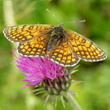 Ordesa NP - Butterfly
